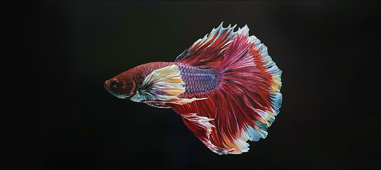 Mostre Raffella Usai Pittrice